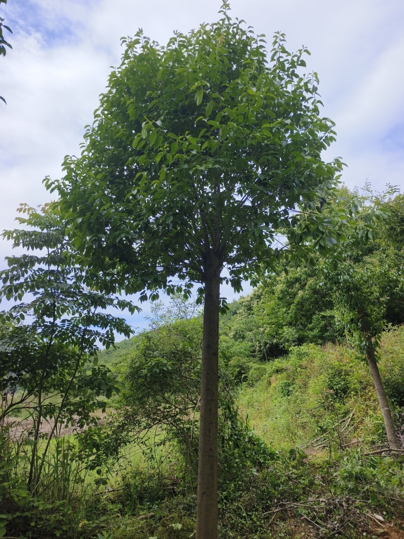 湖北随州红果冬青基地直发量大从优价格美丽欢迎来电
