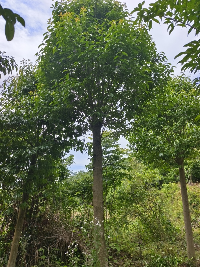 湖北随州红果冬青基地直发量大从优价格美丽欢迎来电