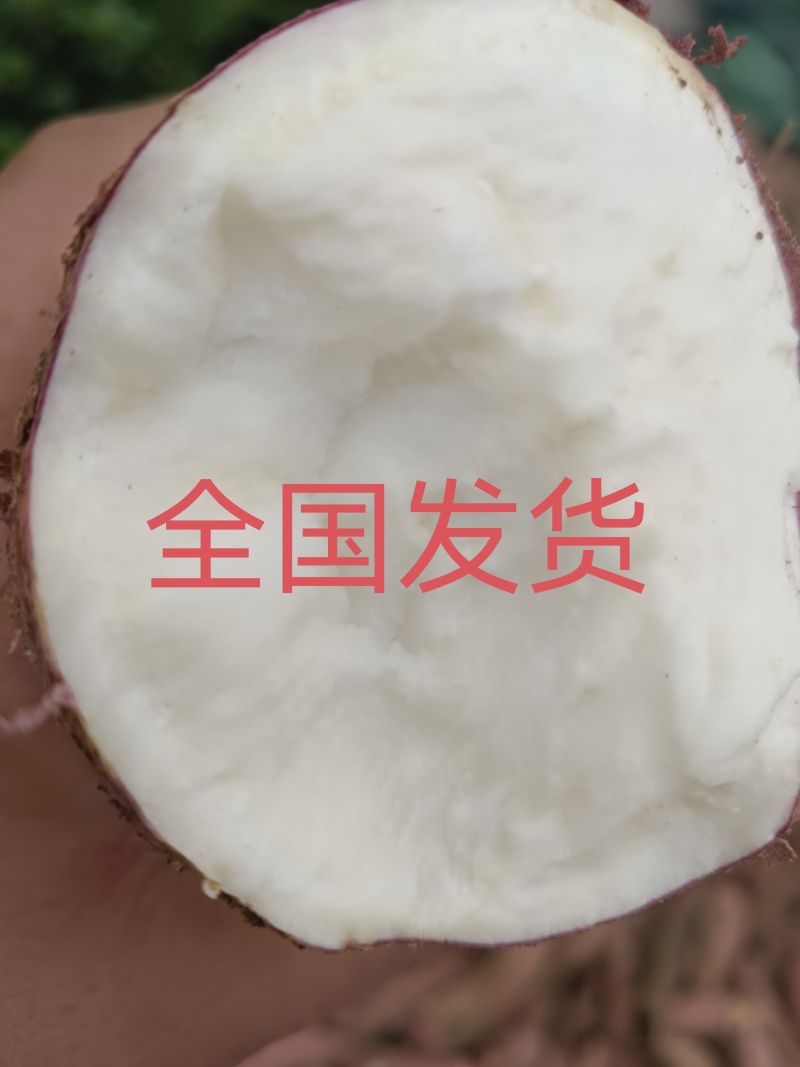 徐薯18，25，淀粉薯精选无虫眼光滑，电商超市全国发货