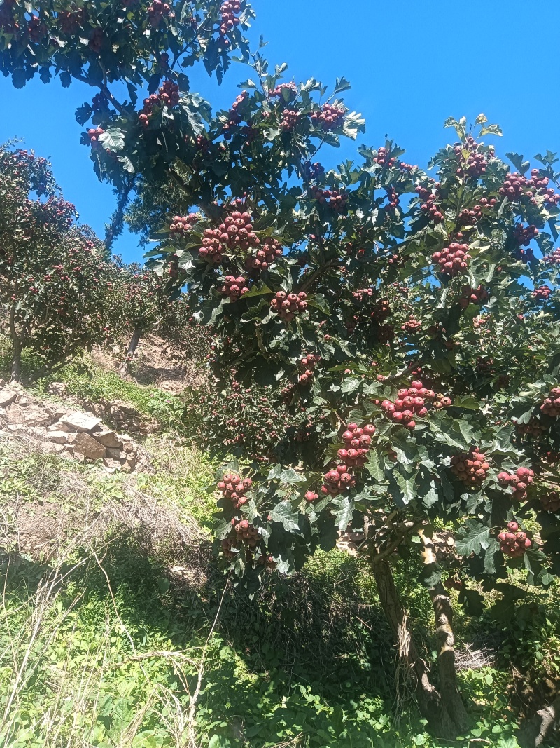 自家产的山楂，又大又好吃，酸酸的味道好极了
