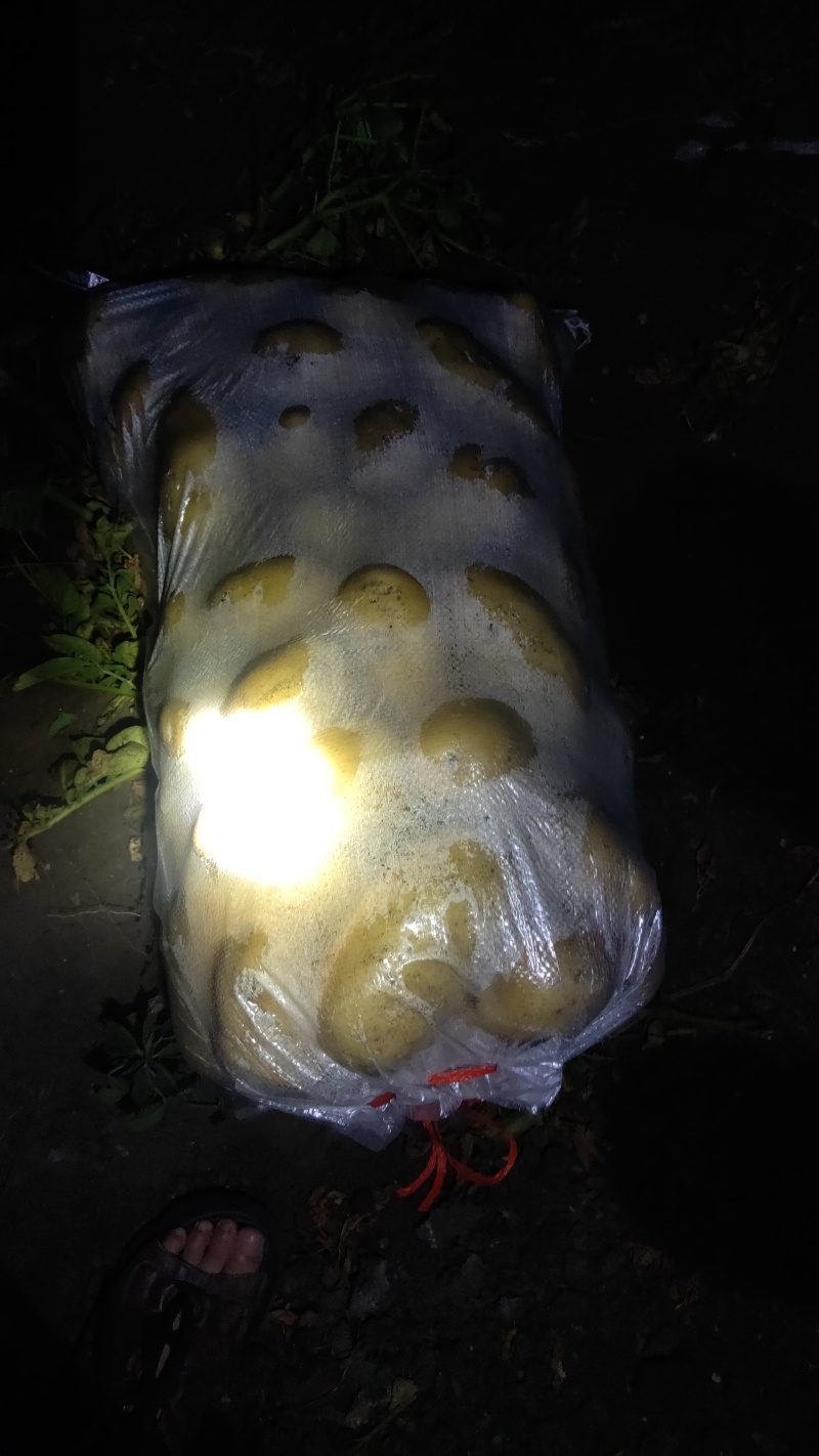 平度市希森6荷兰十五ⅴ7沃土大量上市中