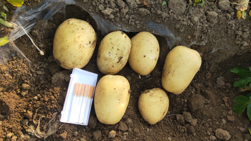 平度市希森6荷兰十五ⅴ7沃土大量上市中
