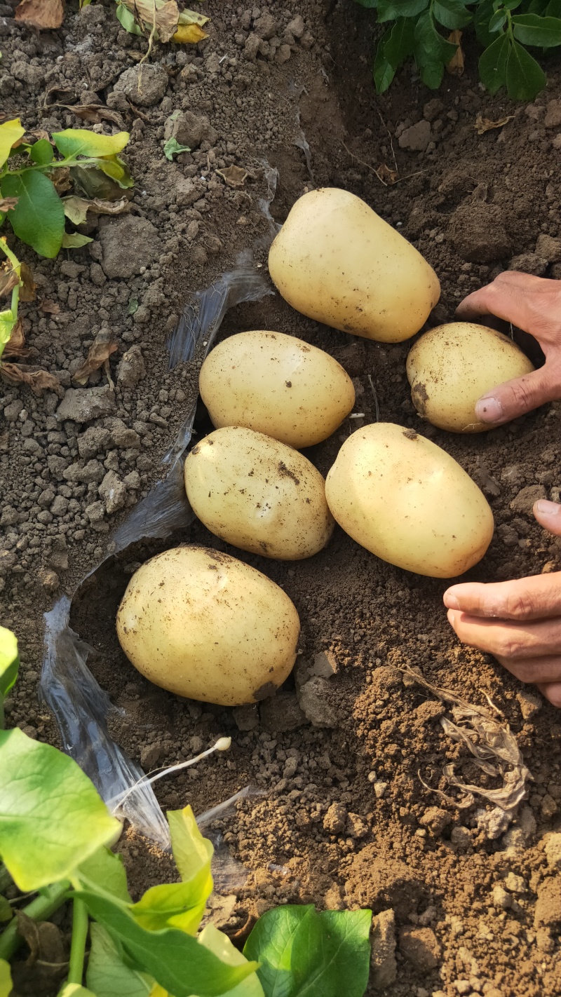 平度市希森6荷兰十五ⅴ7沃土大量上市中