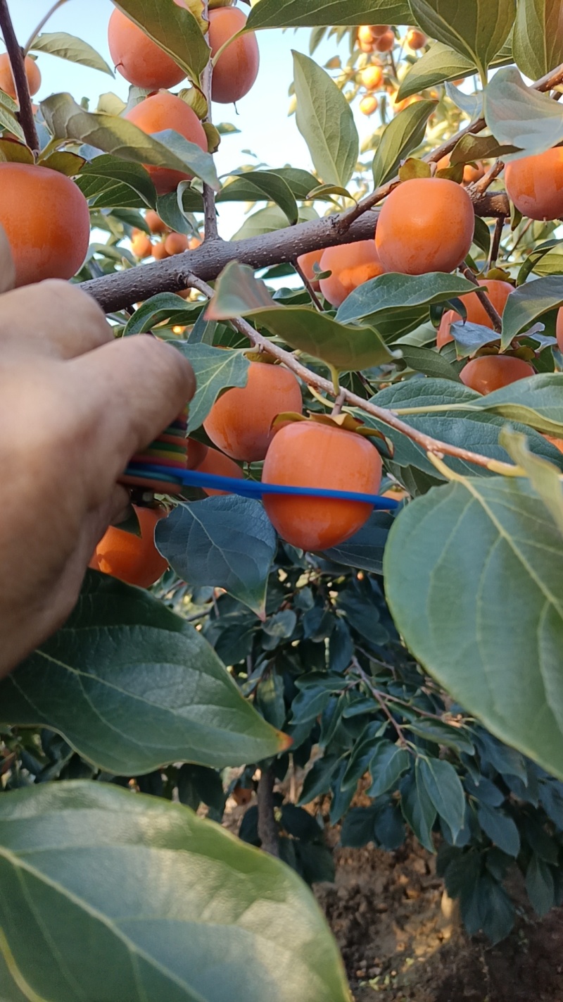 吊红柿子，品质好，皮厚极耐运输品质保证一手货源