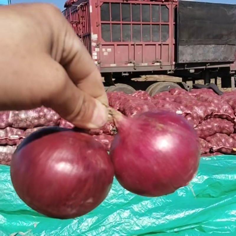 内蒙古红吉红皮洋葱大量上市万亩基地保质保量视频看货