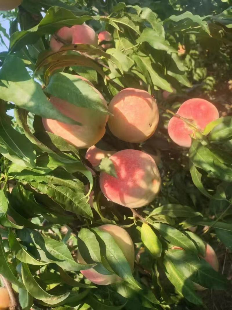 映霜红纯甜无酸糖度20+