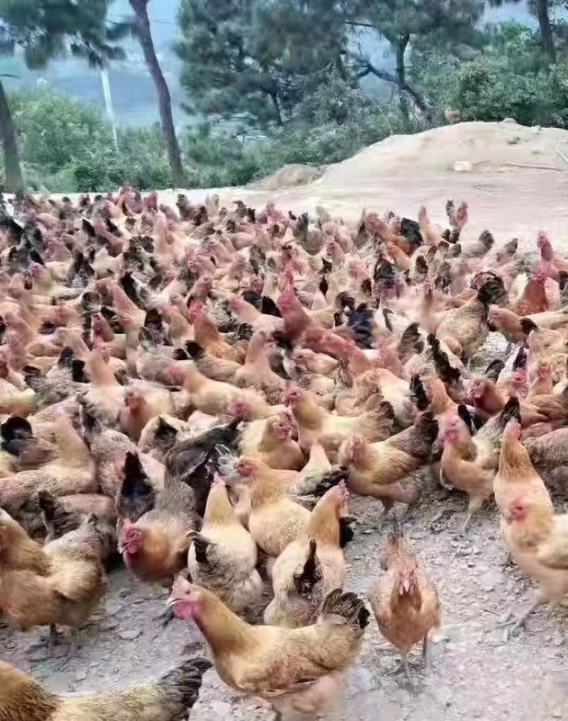 青脚土鸡脱温鸡苗，疫苗齐全，鸡苗健康，好养活