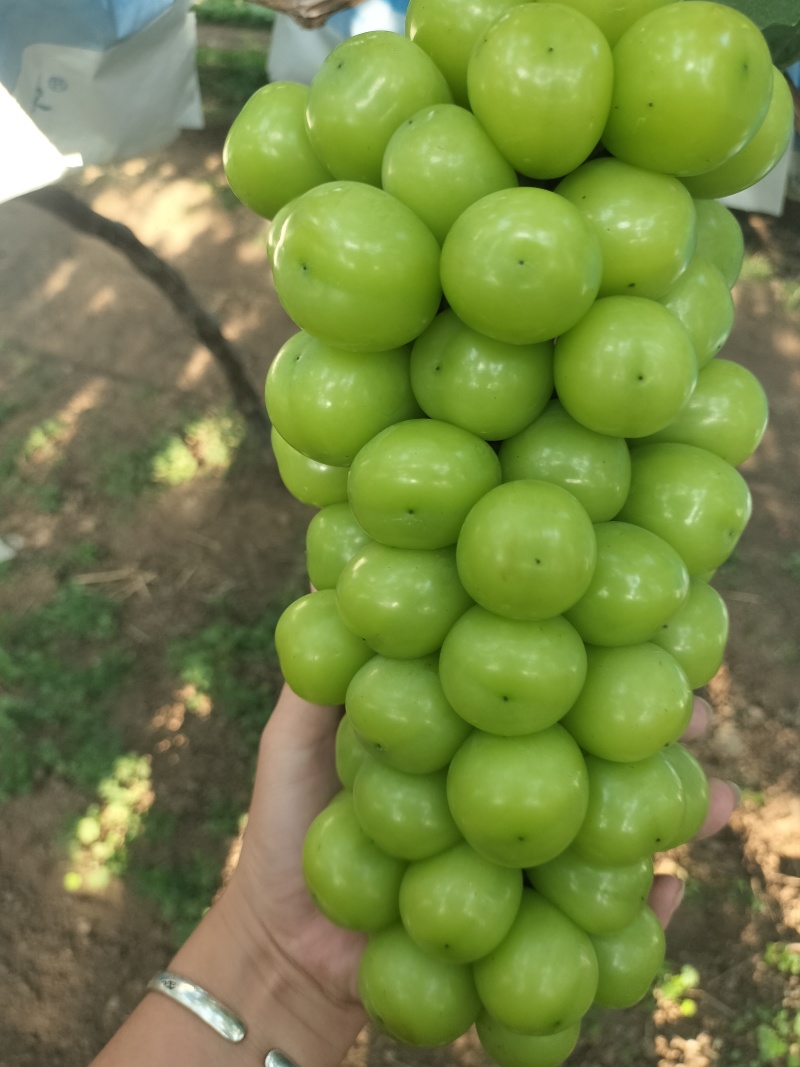 阳光玫瑰