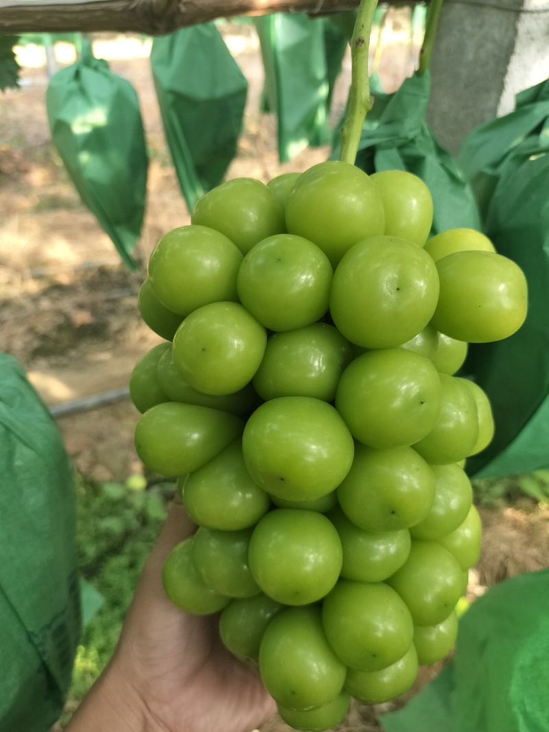 阳光玫瑰