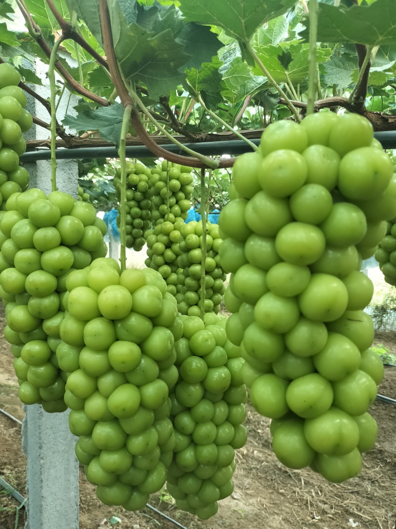 阳光玫瑰