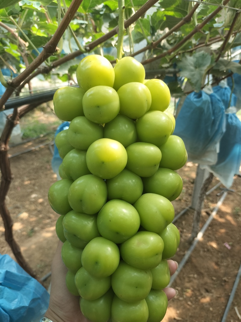 阳光玫瑰