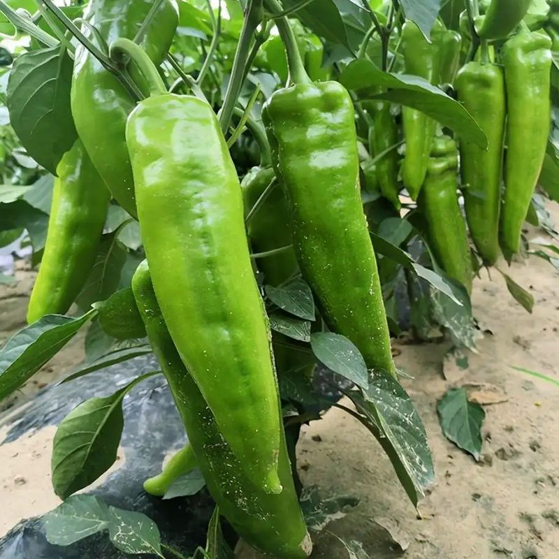萧新摇钱树616辣椒种子中早熟丰产耐热耐湿抗病结果能力强