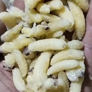 蜂蛹