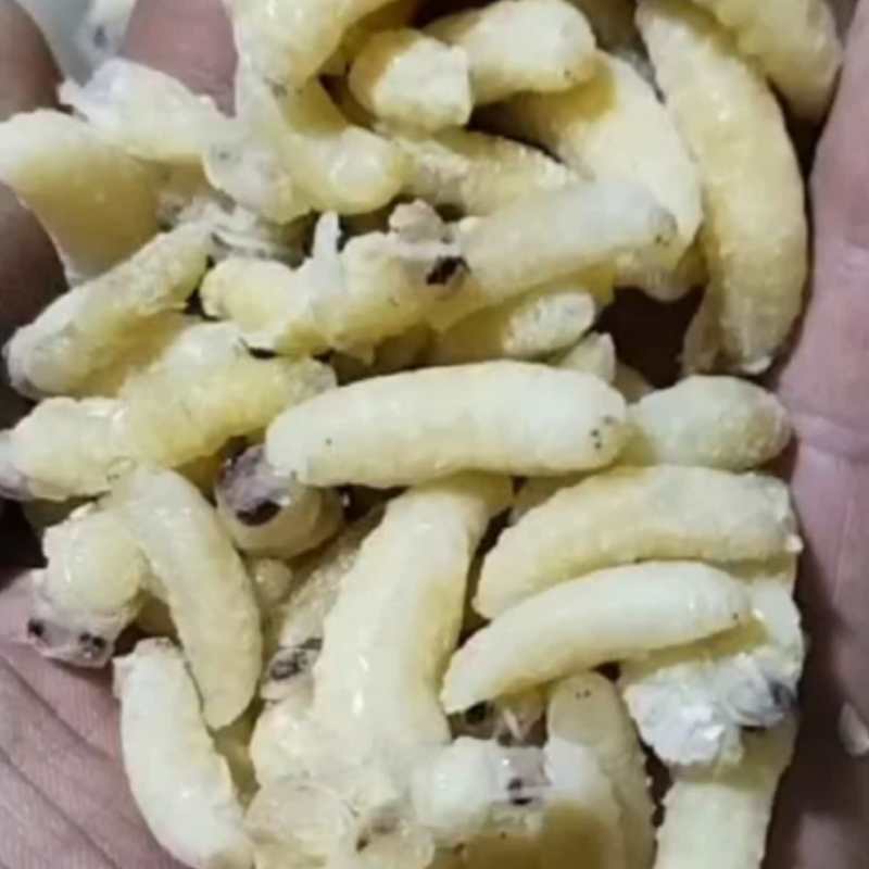 蜂蛹