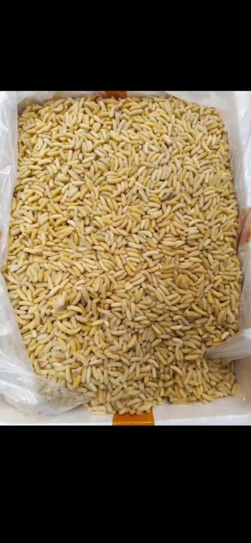 蜂蛹