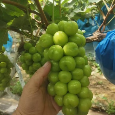 阳光