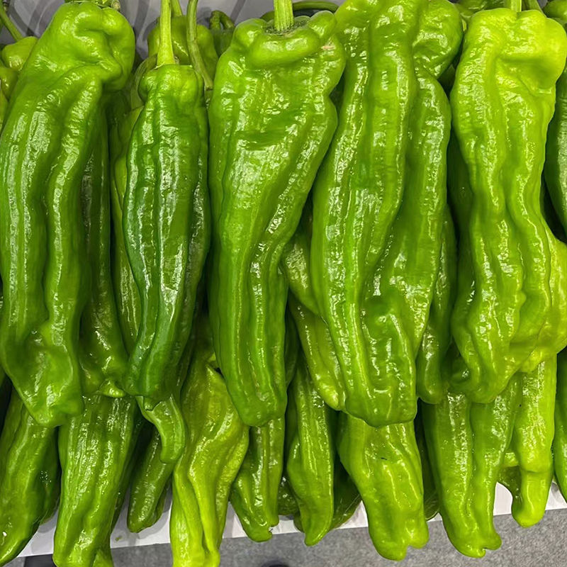 萧新奥斯卡辣椒种子薄皮个大肉厚籽少微辣爽口丰产抗病农家精