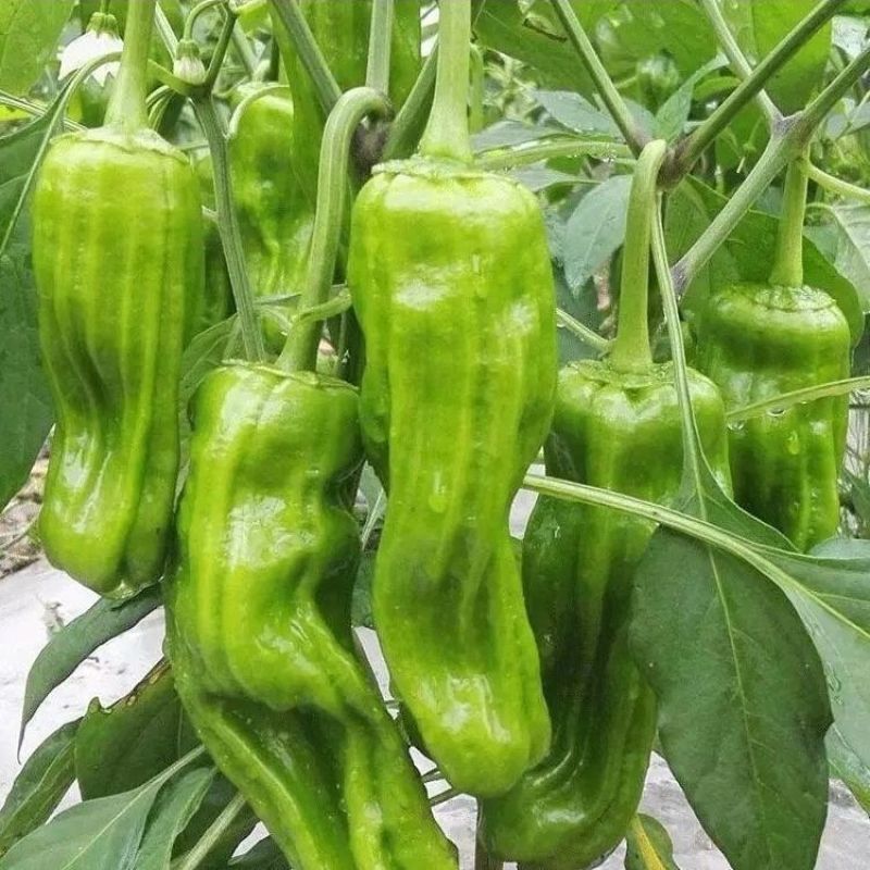 萧新奥斯卡辣椒种子薄皮个大肉厚籽少微辣爽口丰产抗病农家精