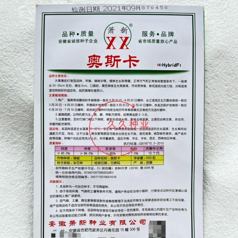 萧新奥斯卡辣椒种子薄皮个大肉厚籽少微辣爽口丰产抗病农家精