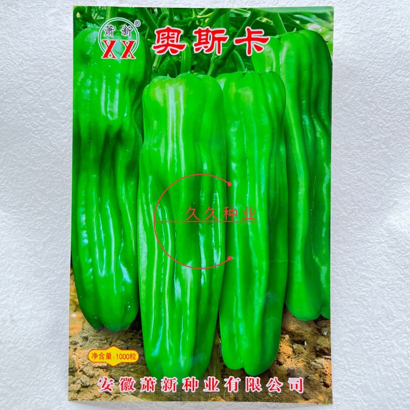萧新奥斯卡辣椒种子薄皮个大肉厚籽少微辣爽口丰产抗病农家精