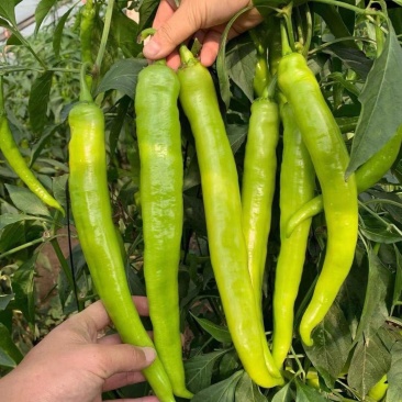 萧新碧玉羊角椒种子早熟浓辣多果鲜食腌制两用农家春秋播种