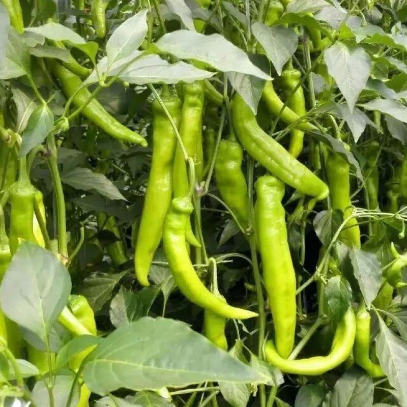 萧新碧玉羊角椒种子早熟浓辣多果鲜食腌制两用农家春秋播种