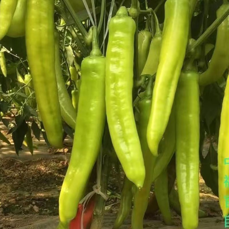 萧新碧玉羊角椒种子早熟浓辣多果鲜食腌制两用农家春秋播种
