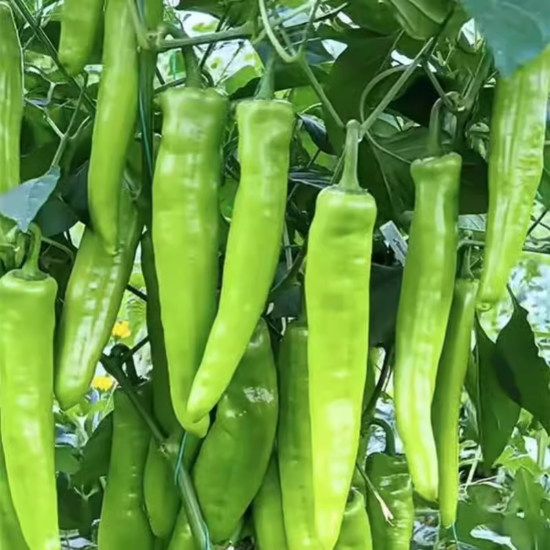 萧新碧玉羊角椒种子早熟浓辣多果鲜食腌制两用农家春秋播种