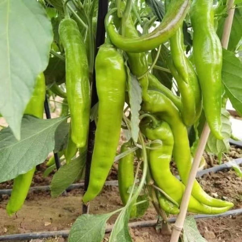 萧新碧玉羊角椒种子早熟浓辣多果鲜食腌制两用农家春秋播种