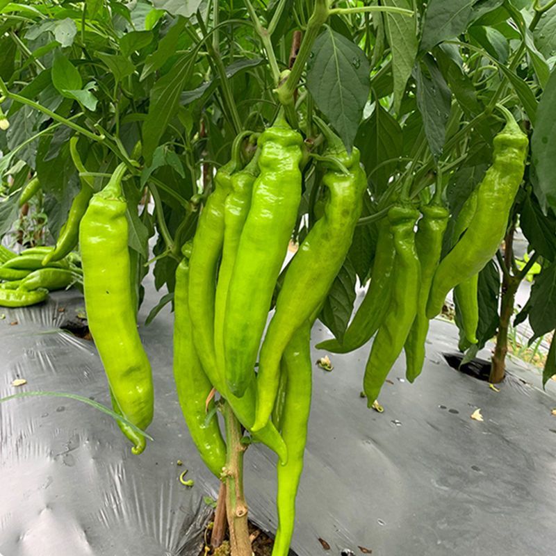 萧新碧玉羊角椒种子早熟浓辣多果鲜食腌制两用农家春秋播种