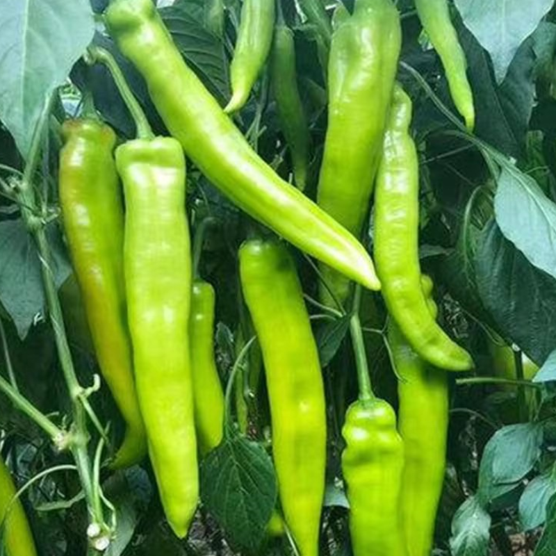 萧新碧玉羊角椒种子早熟浓辣多果鲜食腌制两用农家春秋播种