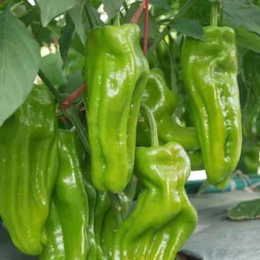 萧新萧美七号辣椒种子籽早熟高产微辣薄皮耐热耐湿辣椒种子