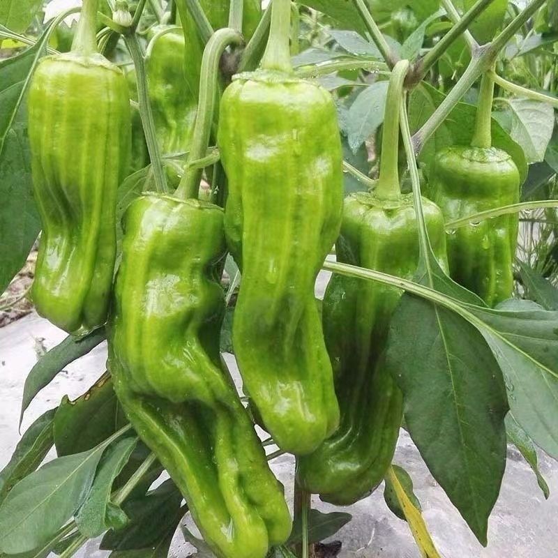萧新萧美七号辣椒种子籽早熟高产微辣薄皮耐热耐湿辣椒种子