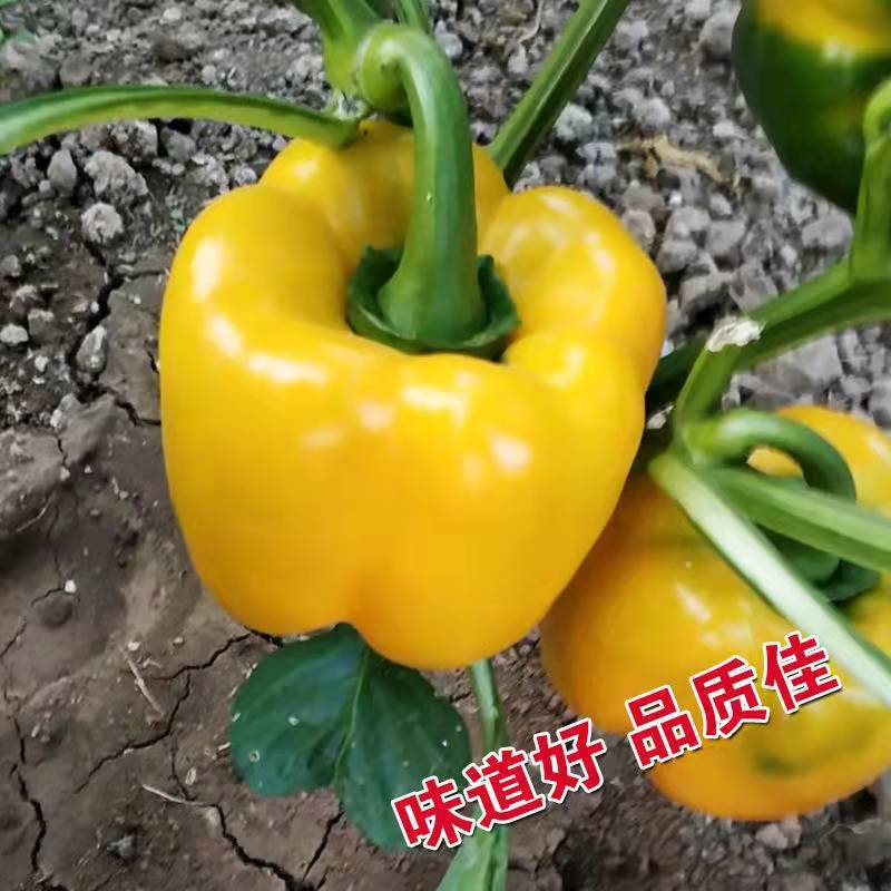 萧新黄帝甜椒种子早中熟品种灯笼椒籽抗病高产方椒春秋盆栽