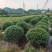 龟甲冬青球冠幅:1m、1.2m、1.5m、1.8m欢迎订