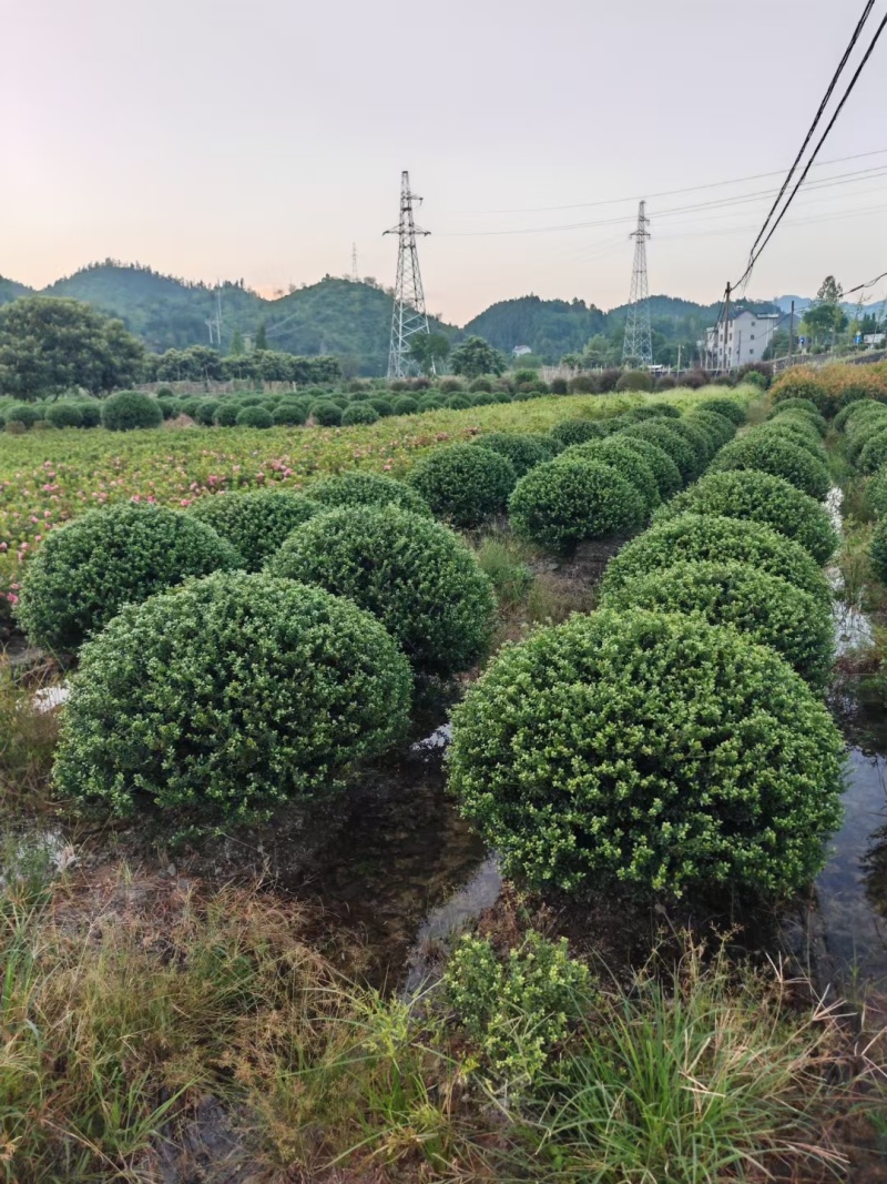龟甲冬青球冠幅:1m、1.2m、1.5m、1.8m欢迎订