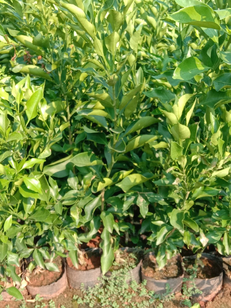 特早熟耙耙柑苗爱媛46号柑橘苗阿蜜达柑桔苗雁媛苗