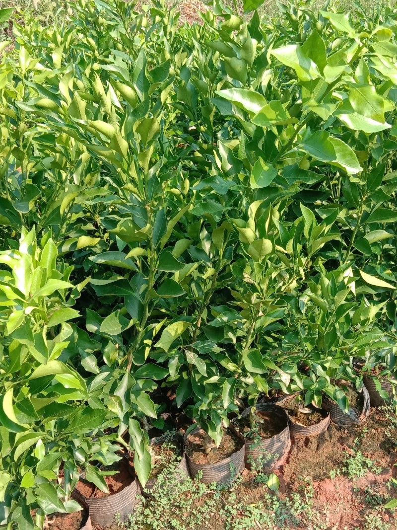特早熟耙耙柑苗爱媛46号柑橘苗阿蜜达柑桔苗雁媛苗