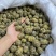 珍虫石斛基地直供，量大从优，可视频看货，欢迎来电洽谈合作