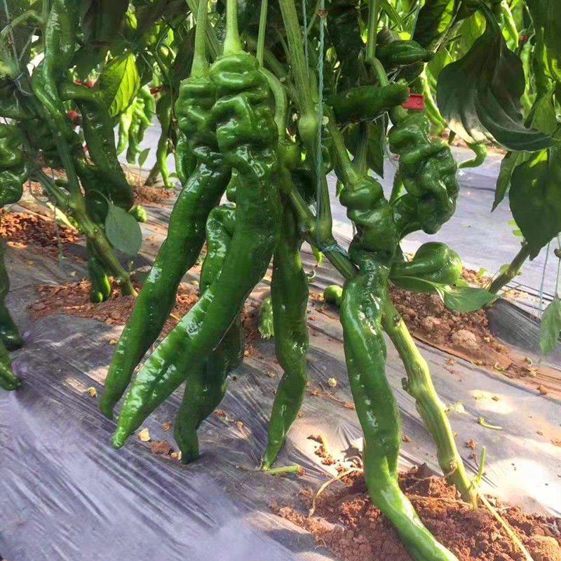 螺丝新秀螺丝椒种子早熟高产辣味浓香耐低温耐热芽率高辣椒种