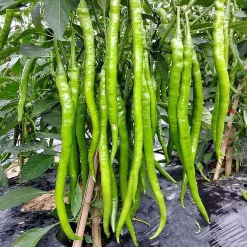 萧新美辣三号线椒种子中熟浓辣油绿高产耐热耐湿农家春秋播种