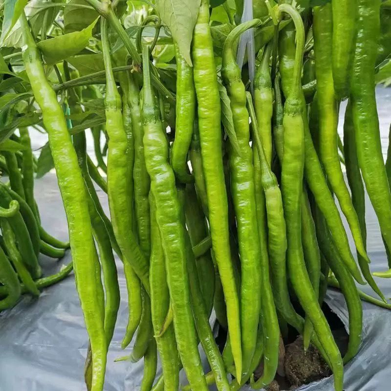 萧新美辣三号线椒种子中熟浓辣油绿高产耐热耐湿农家春秋播种