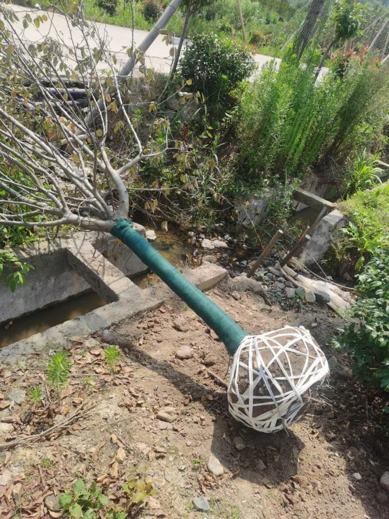 北美海棠地径7～8公分