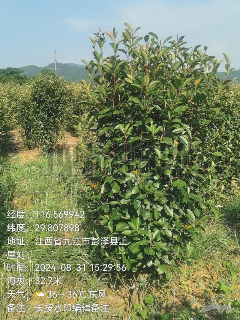红叶石楠柱高1.7～1.8米，冠80～100