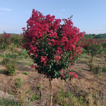 红火箭紫薇地径4公分