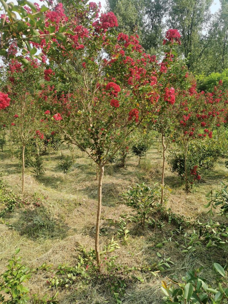 红火箭紫薇地径4公分