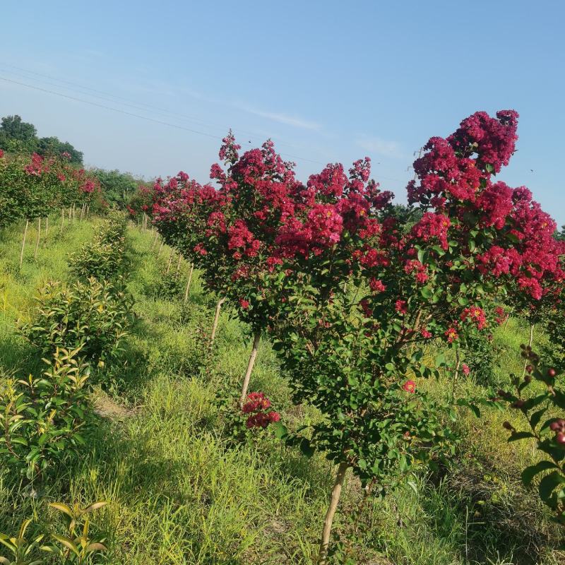 红火箭紫薇地径4公分