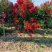 红火箭紫薇地径4公分