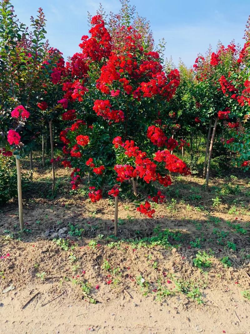 红火箭紫薇地径4公分