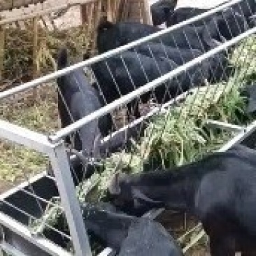 黑山羊一百多头全部留着繁殖的